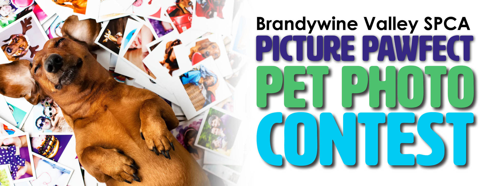 2019 Pet Photo Contest